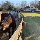 Horse Ranch w/ Multiple Outbuildings