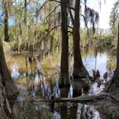 Phinizy Swamp