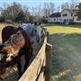 Horse Ranch w/ Multiple Outbuildings