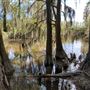 Phinizy Swamp